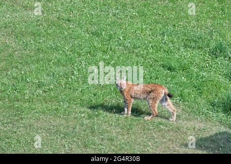 Lynx eurasien marchant dans le parc naturel de Cabarceno à Cantabria, Espagne. Banque D'Images