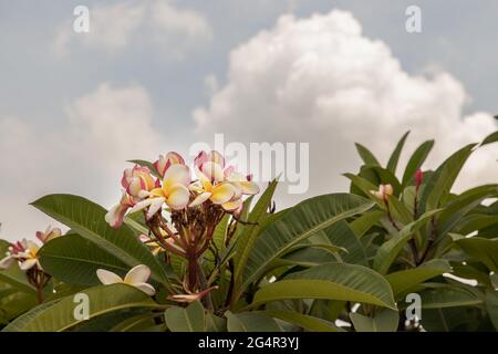 Groupe de fleurs de plumeria frangipani rose blanc ( Leelawadee ) avec fond de feuilles vertes et de ciel. Fleurs thaïlandaises belles et impressionnantes, fleurs tropicales Banque D'Images