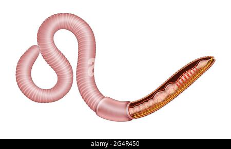 Illustration de l'anatomie de la ver de terre Banque D'Images