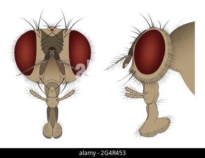 L'anatomie de la tête de la housefly Banque D'Images