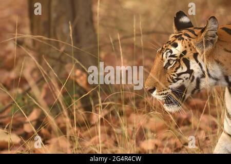Vue latérale du tigre du bengale royal dans le parc national de Bandharh MP Banque D'Images
