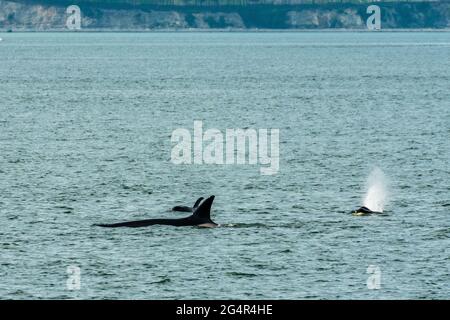 Baleines d'Orca transitoires observées dans le passage de Saratoga près d'Oak Harbor, Washington, États-Unis Banque D'Images