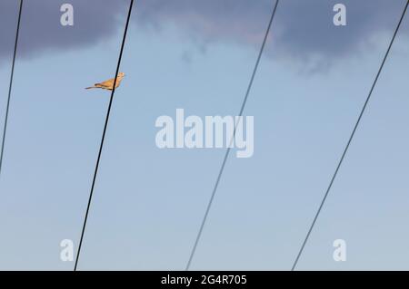 Colombe à col eurasien (Streptopelia decaocto) perchée sur une ligne de transmission électrique Banque D'Images