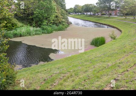 Algues bloquant le canal militaire royal à Hythe, dans le Kent Banque D'Images