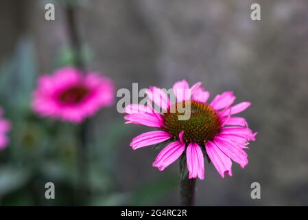 gros plan sur la marguerite rose en fleurs Banque D'Images