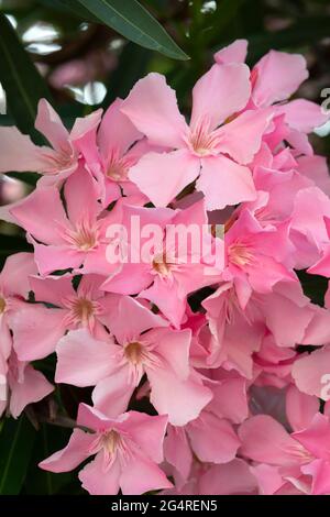 Italie, Lombardie, fleurs d'Oleander de Nerium rose Banque D'Images