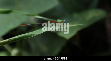 Gros plan d'une mouche damselfly colorée reposant sur une feuille d'herbe Banque D'Images