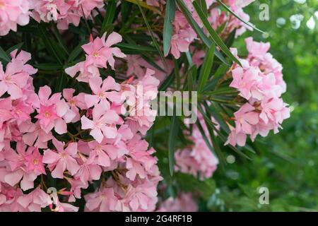 Italie, Lombardie, fleurs d'Oleander de Nerium rose Banque D'Images