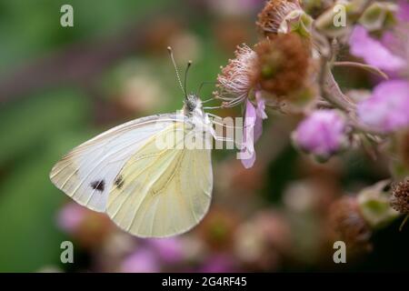 Italie, Lombardie, campagne près de Crema Grand papillon blanc, Piéris brassicae, sur un Rubus Ulmifolius Banque D'Images