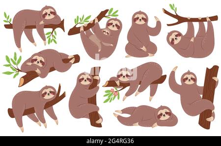 Sloth. Cloths drôles accrochés à la branche, arbre d'escalade, dormant. Mignon petit animal avec mère. Animaux paresseux endormis dans divers poses ensemble de vecteurs. Personnages du zoo avec feuilles de plantes de la forêt tropicale Illustration de Vecteur