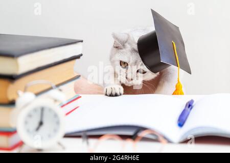 Le chat de shorthair britannique dans un chapeau de graduation étudie. Il y a des fournitures d'étude sur la table. Humour. Retour à l'école. Conce d'apprentissage et d'auto-éducation Banque D'Images