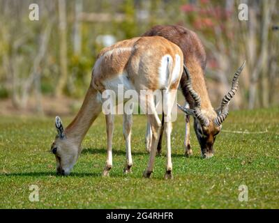 Les mâles et les femelles (Antilope cervicapra), également connu sous le nom d'antilope indienne, est un antilope originaire de l'Inde et du Népal Banque D'Images