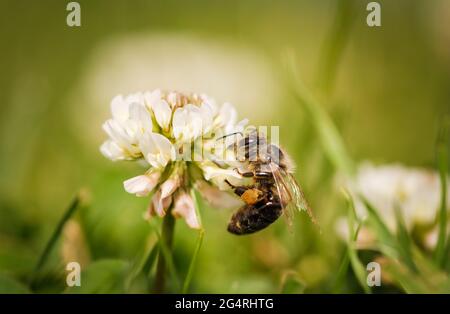 Abeille collectant le nectar d'une fleur de cloverin ensoleillé jour d'été Banque D'Images