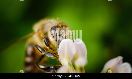 Abeille collectant le nectar d'une fleur de cloverin ensoleillé jour d'été Banque D'Images