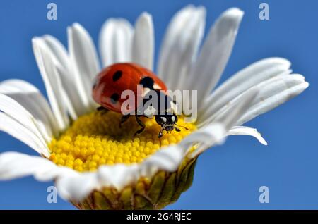 Sept taches coccinelle (Coccinella septempunctata) sur le coeur de la fleur de Marguerite sur le fond bleu du ciel Banque D'Images