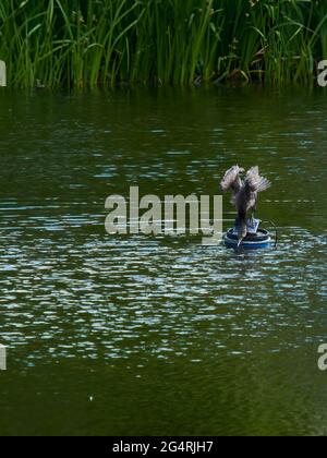Un cormorant à l'instant où il jaille dans l'eau de sa perchaude. On peut supposer qu'il y a un poisson qui ne se méfie pas sous la surface - la chasse est en cours. Banque D'Images