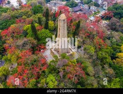 Fleurs de Kapok en fleurs à guangzhou, dans la province de guangdong Banque D'Images