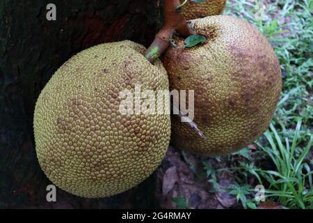 le bouillon de jackfruit brut sur l'arbre Banque D'Images