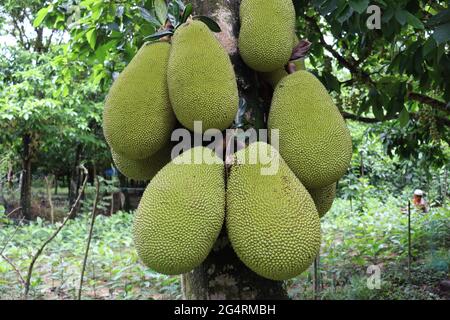 le bouillon de jackfruit brut sur l'arbre Banque D'Images