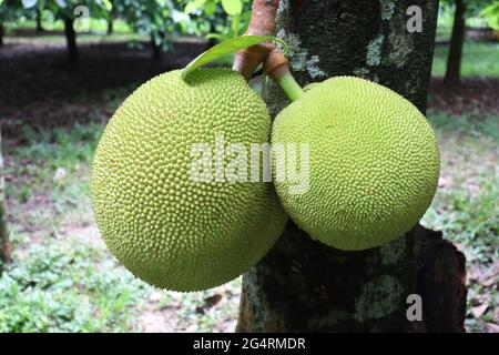 le bouillon de jackfruit brut sur l'arbre Banque D'Images