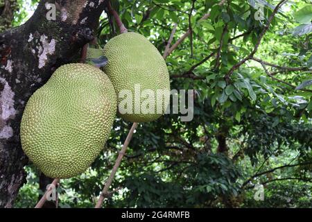 le bouillon de jackfruit brut sur l'arbre Banque D'Images