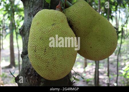 le bouillon de jackfruit brut sur l'arbre Banque D'Images