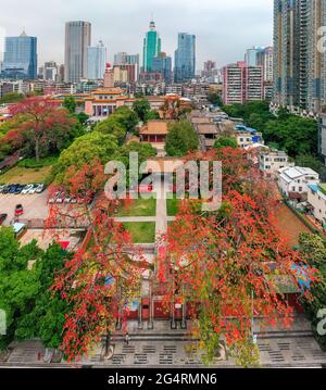 Fleurs de Kapok en fleurs à guangzhou, dans la province de guangdong Banque D'Images