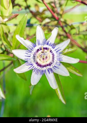 Gros plan de la magnifique Passionflower Bluecnwn sur une branche Banque D'Images