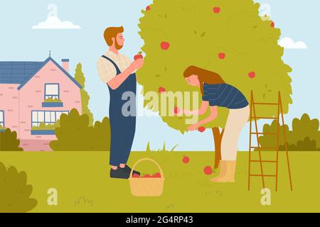Les deux personnes cueillez des pommes dans le jardin, l'agriculture et l'illustration vectorielle de l'agriculture. Dessin animé jeune homme femme paysan personnages cueillant des fruits dans le panier dans le paysage de jardin de ferme avec le fond de maison Illustration de Vecteur