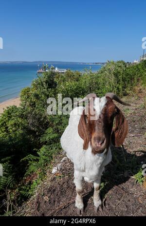 Bournemouth, Royaume-Uni. 23 juin 2021. Des chèvres ont été introduites sur les falaises du front de mer de Bournemouth à Dorset. Dans le cadre d'un accord de gérance de l'environnement financé sur 10 ans avec Natural England, les chèvres gravent les espèces envahissantes, améliorant ainsi l'habitat pour les plantes et les animaux indigènes qui peuvent prospérer, y compris les espèces rares comme les parulines de Dartford et les lézards de sable. Credit: Richard Crease/Alay Live News Banque D'Images