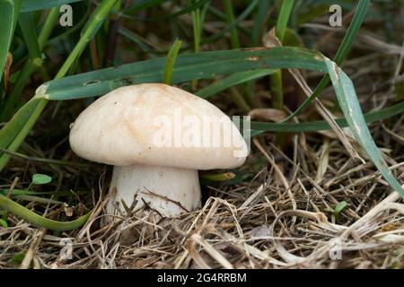 Champignon comestible Calocybe gambosa dans la prairie. Connu sous le nom de champignon St. George. Champignon sauvage poussant dans l'herbe. Banque D'Images