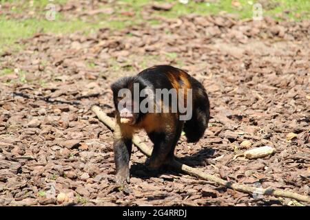 Gros plan de capucins touffetés ou de capucins bruns (Sapajus apella) dans le zoo Banque D'Images