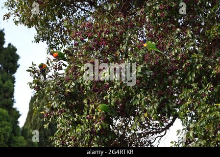 Quatre Lorikeets arc-en-ciel dans un arbre rempli de baies Banque D'Images