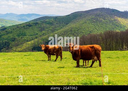 Bétail se nourrissant dans une prairie de montagne fraîche au printemps avec des collines en arrière-plan dans les montagnes de Bile Karpaty en République tchèque Banque D'Images