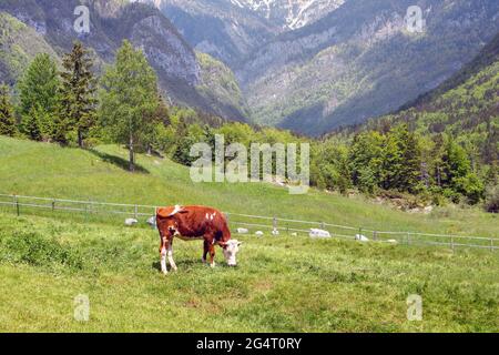 Vaches paître sur pâturage alpin. Bœuf à l'herbe. Joyeux bétail dans la nature. Banque D'Images
