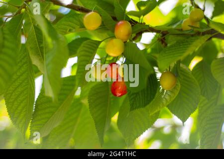 Cerises non mûres sur la branche du printemps. Jaune et légèrement rougeâtre. Cerise sélective Banque D'Images