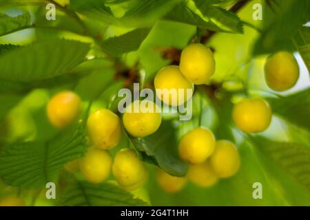 Cerises non mûres sur la branche du printemps. Jaune et légèrement rougeâtre. Cerise sélective Banque D'Images