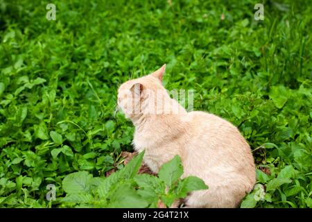 Beau chat beige est assis sur un arbre souche avec son dos tourné il y a beaucoup de verdure autour d'elle. Animaux de compagnie en gros plan extérieur avec espace de copie Banque D'Images