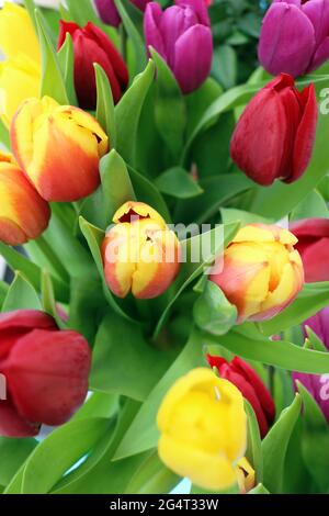 Un bouquet de tulipes rouges et jaunes Banque D'Images