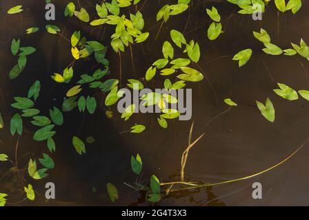 paysage aquatique avec nénuphars laisse étang lac tôt le matin vue d'en haut Banque D'Images