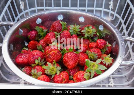 fraises fraîchement cueillies dans le jardin Banque D'Images