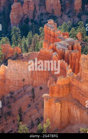 Lumière du matin sur les hoodoos et les arbres, parc national de Bryce Canyon, Utah Banque D'Images