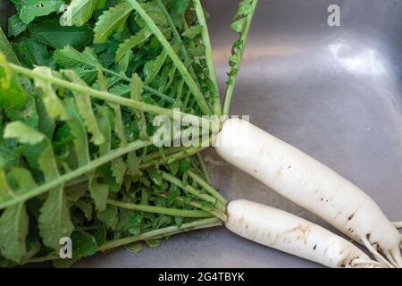 Radis japonais blanc Daikon dans l'évier en fer de la cuisine du jardin.délicieux fruits juteux sains. Banque D'Images