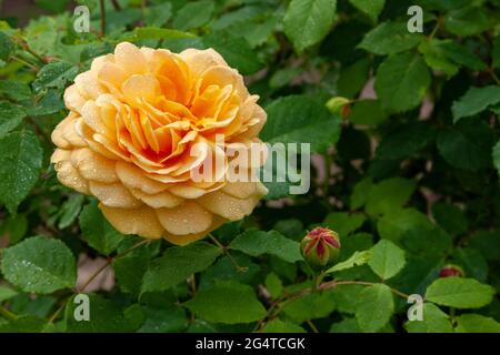 Un énorme bourgeon de rose jaune recouvert de gouttes de rosée du matin. Banque D'Images