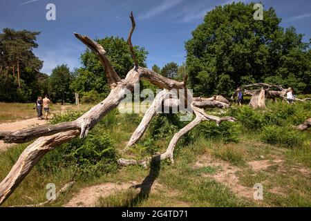 Arbre tombé et mort dans la Heath de Wahner près de la colline de Telegraphen, Troisdorf, Rhénanie-du-Nord-Westphalie, Allemagne. Umgestuerzter und abgestorbener Baum in d Banque D'Images