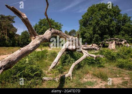 Arbre tombé et mort dans la Heath de Wahner près de la colline de Telegraphen, Troisdorf, Rhénanie-du-Nord-Westphalie, Allemagne. Umgestuerzter und abgestorbener Baum in d Banque D'Images