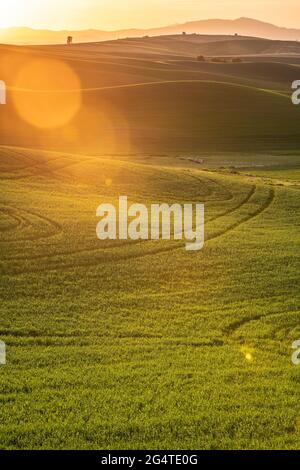 Paysage du pays avec lumière du soleil dorée sur les champs de blé et les fermes de la Palouse Washington State USA Banque D'Images