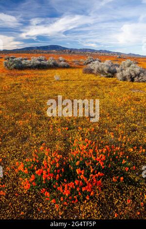 Coquelicots de Californie, Antelope Valley, Californie Banque D'Images