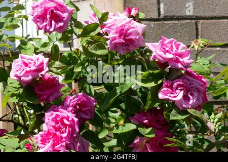 Rose Zéphirine Drouhin Banque D'Images