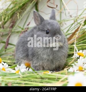 Bébé lapin nain des pays-Bas Banque D'Images